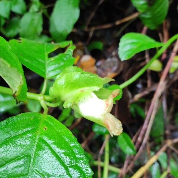 Drymonia serrulata Flower