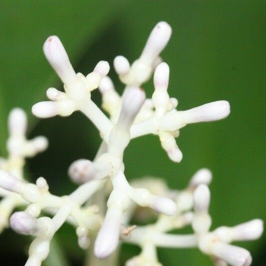 Chassalia corallioides Flor