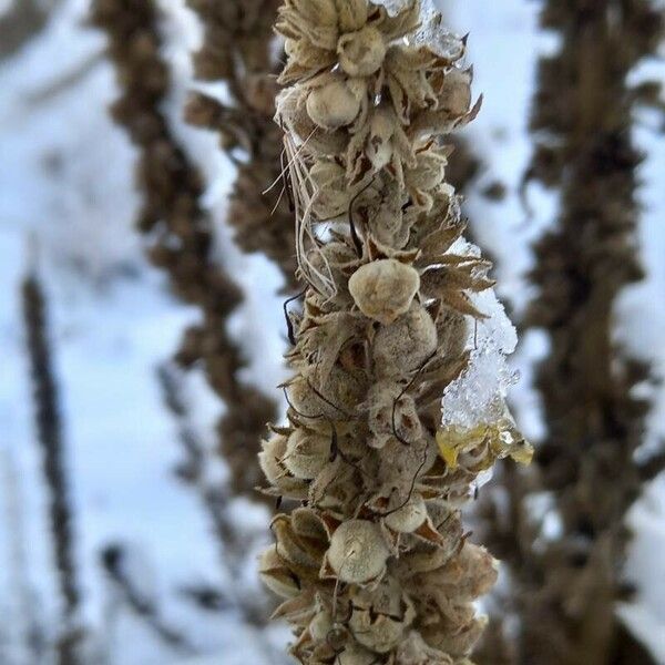 Verbascum densiflorum Fruto