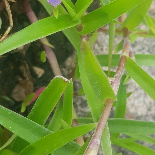 Murdannia nudiflora Rinde