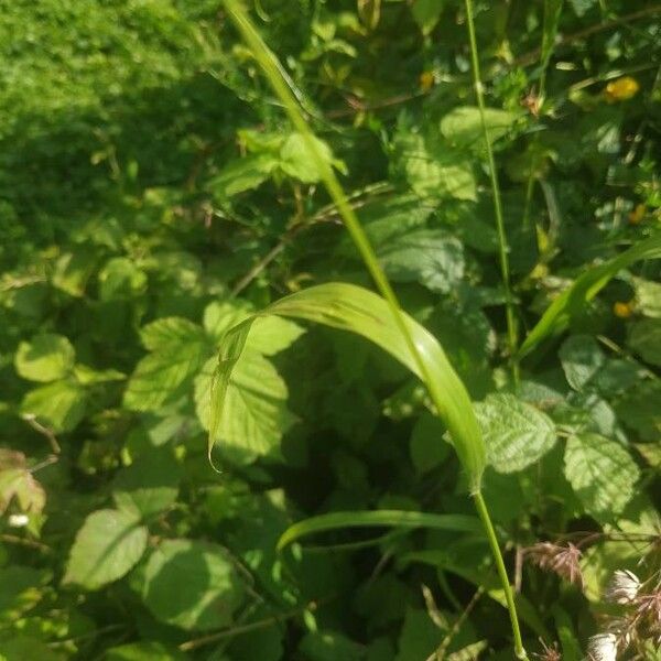 Bromopsis ramosa Leaf