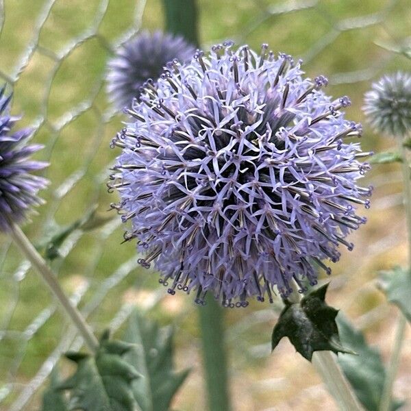 Echinops bannaticus Kwiat