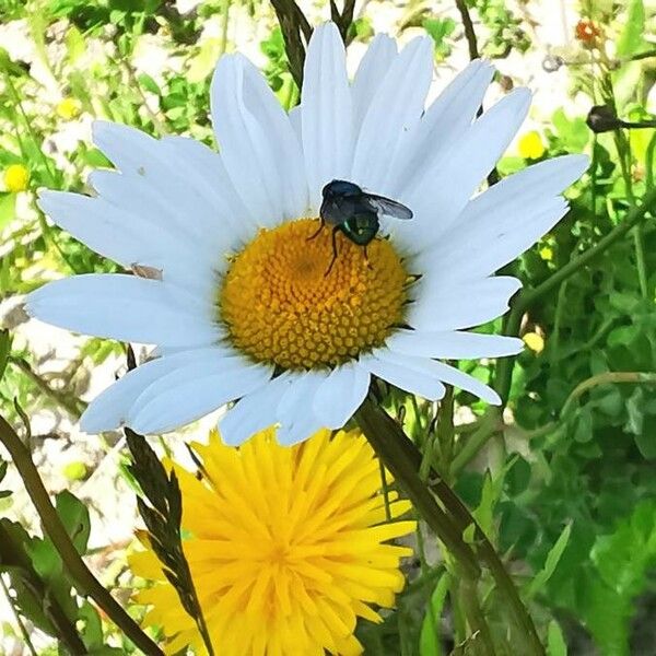 Leucanthemum vulgare Flower