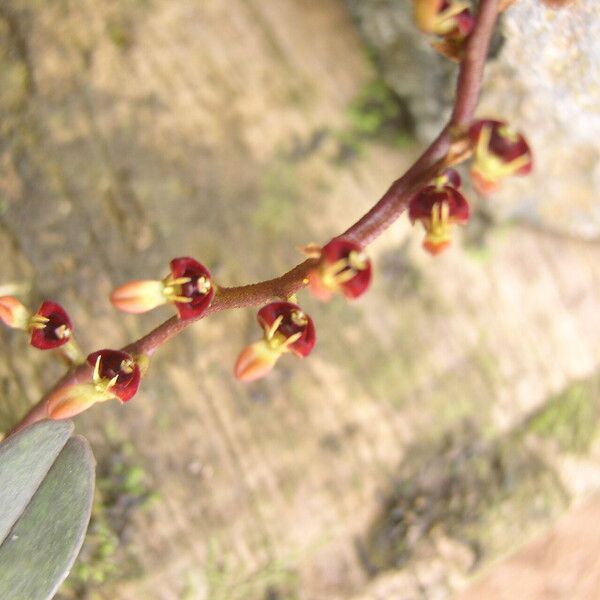 Bulbophyllum falcatum Flower