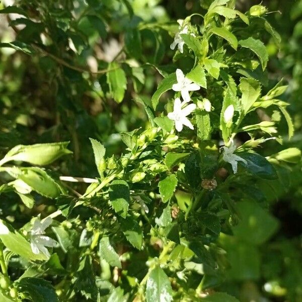 Capraria biflora Flor