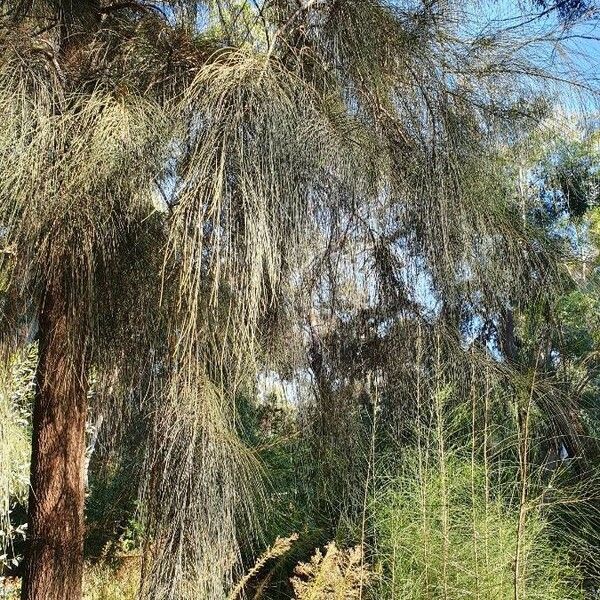 Casuarina cunninghamiana Fuelha