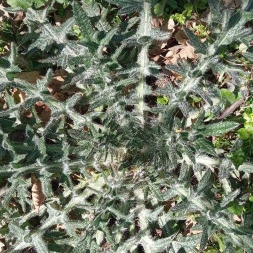 Cirsium vulgare Natur