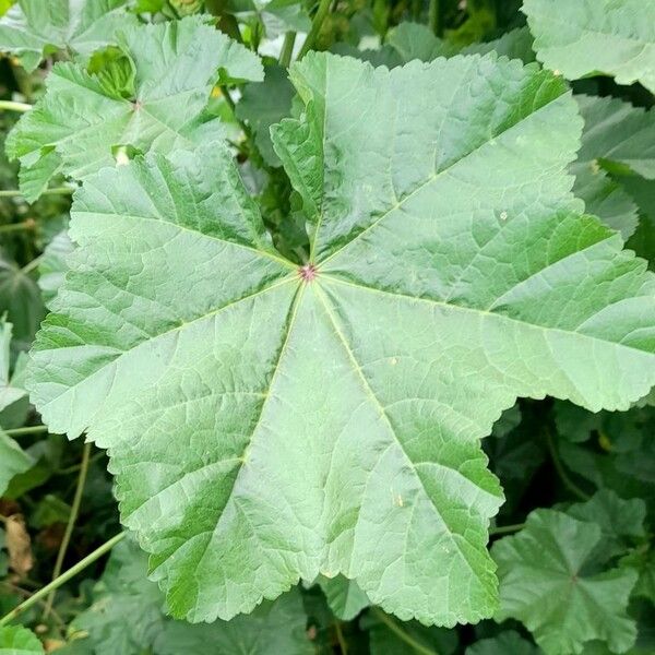 Malva parviflora Lehti