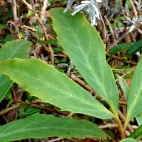 Helleborus niger List