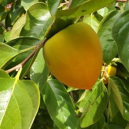 Diospyros kaki Frucht