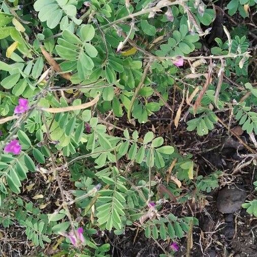 Tephrosia purpurea Flower