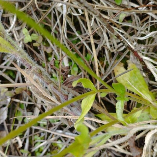 Centaurium erythraea Leaf