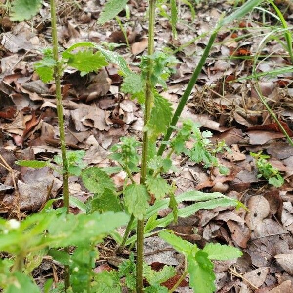 Urtica chamaedryoides Leht