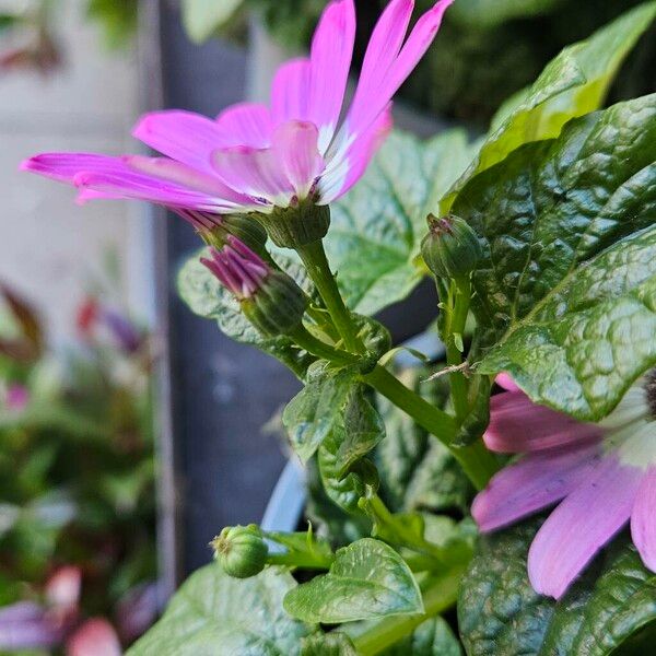 Pericallis lanata Hábitos