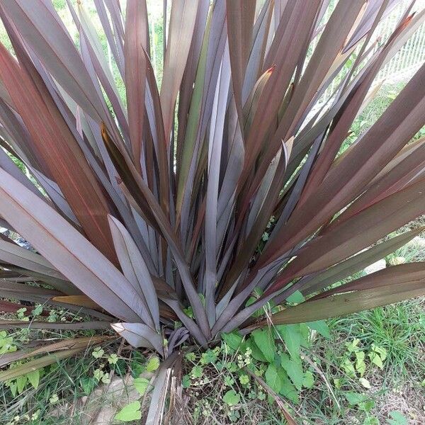 Phormium tenax Pokrój