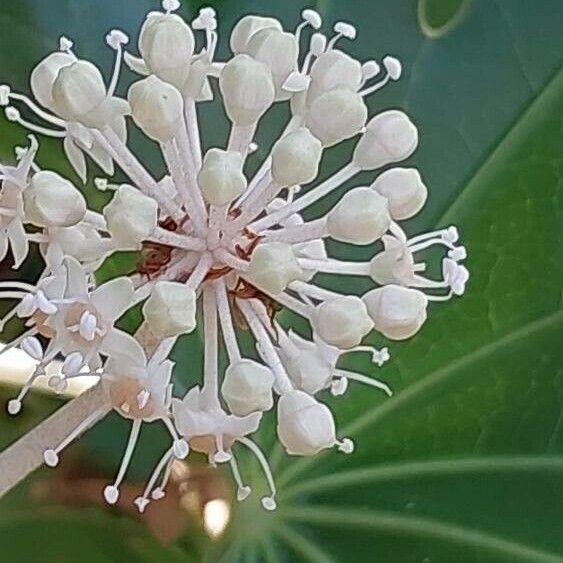 Fatsia japonica Vaisius