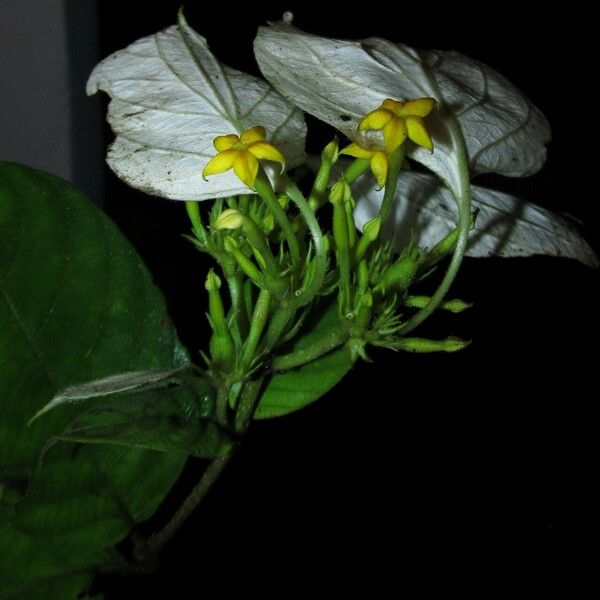 Mussaenda tenuiflora Fleur