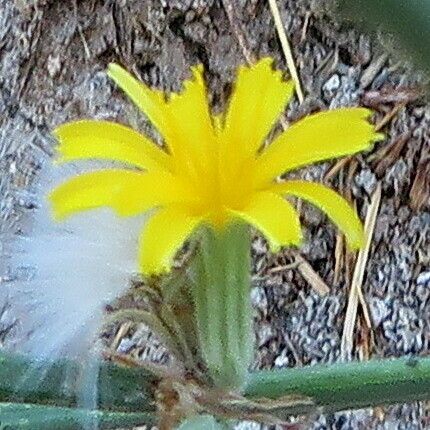 Chondrilla juncea Цветок