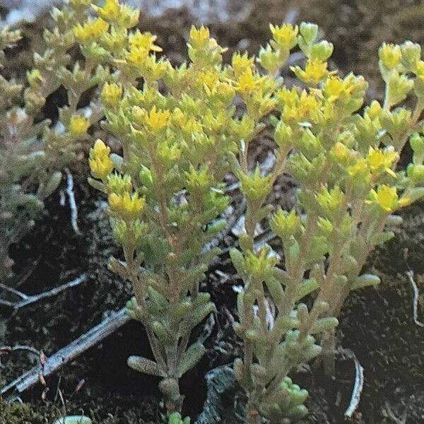 Sedum annuum Habit