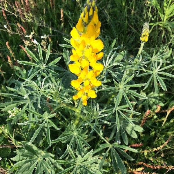 Lupinus luteus Yaprak