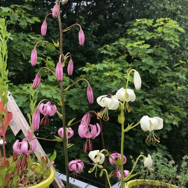 Lilium martagon Цвят