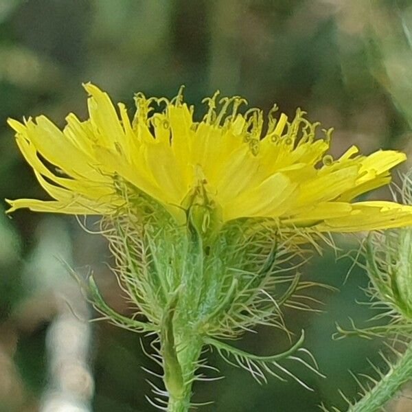 Crepis setosa 花