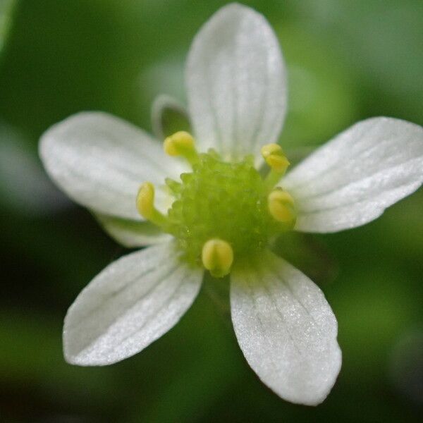 Ranunculus omiophyllus Flower