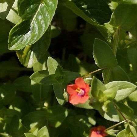 Lysimachia arvensis Flower