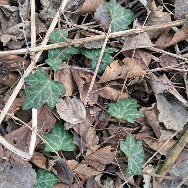 Hedera helix पत्ता