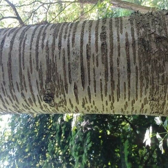 Betula maximowicziana Кара