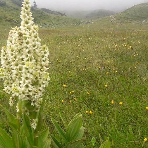 Veratrum album Flower