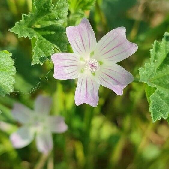 Malva neglecta Flor