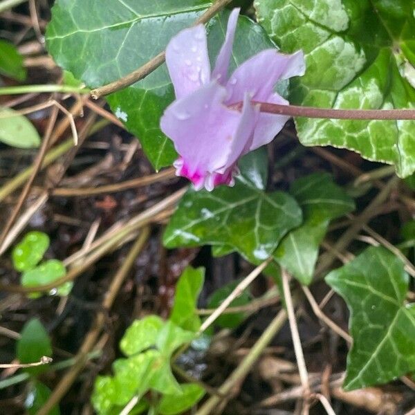 Cyclamen hederifolium പുഷ്പം