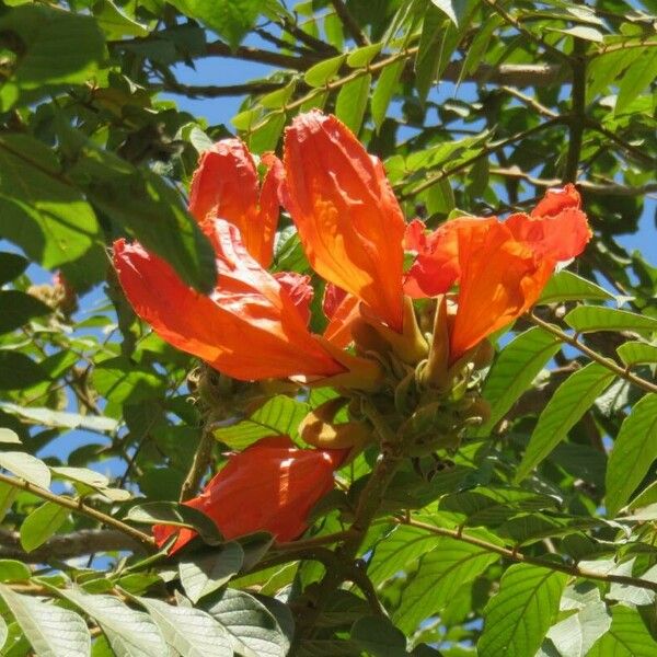 Spathodea campanulata Blüte