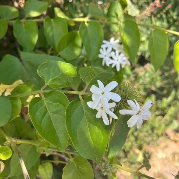 Jasminum multiflorum Leaf