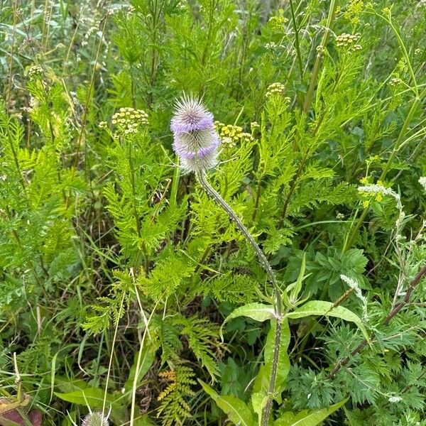 Dipsacus fullonum Žiedas