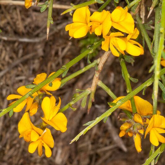 Genista salzmannii Blomst