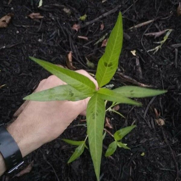 Polygonum lapathifolium Folio