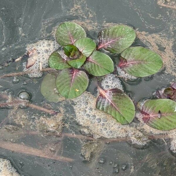 Ludwigia peploides Feuille