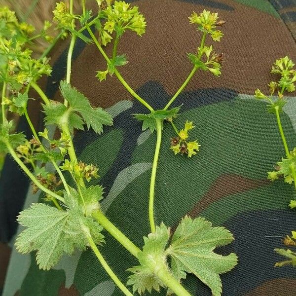 Alchemilla micans 花