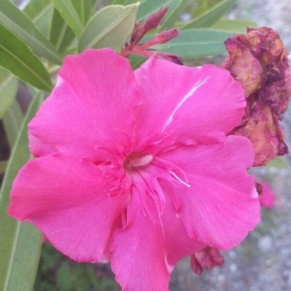 Nerium oleander Bloem