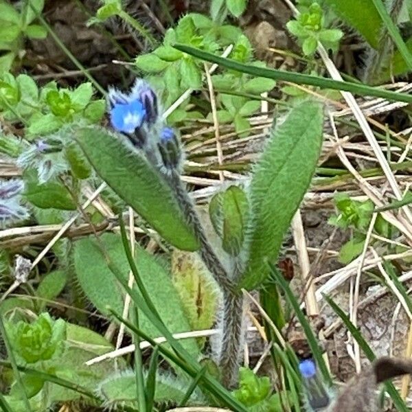 Myosotis stricta Lorea