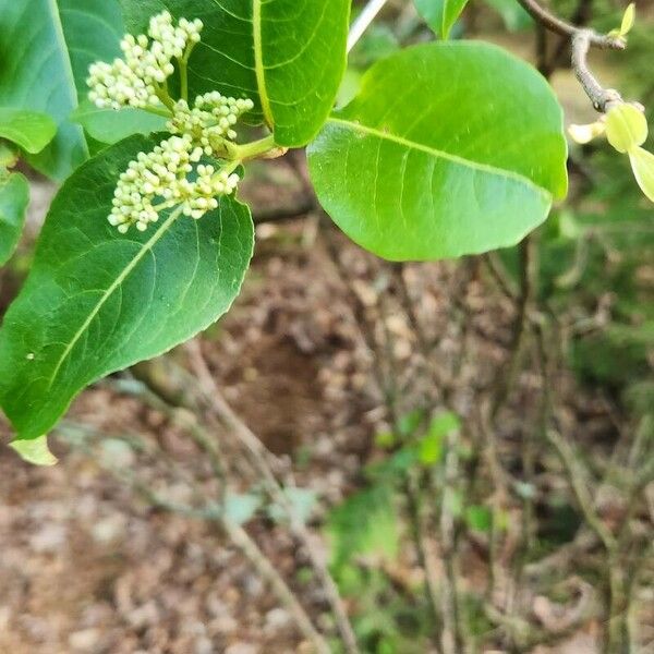 Viburnum nudum Õis