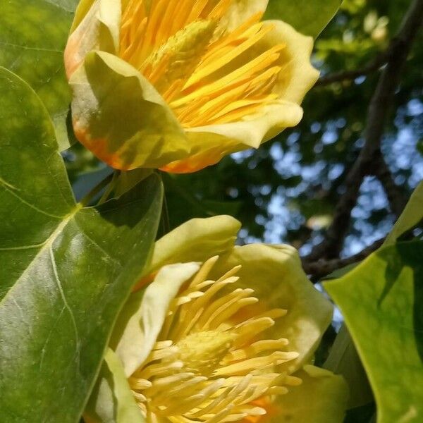 Liriodendron tulipifera ফুল