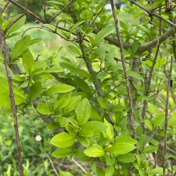 Forestiera ligustrina Bark