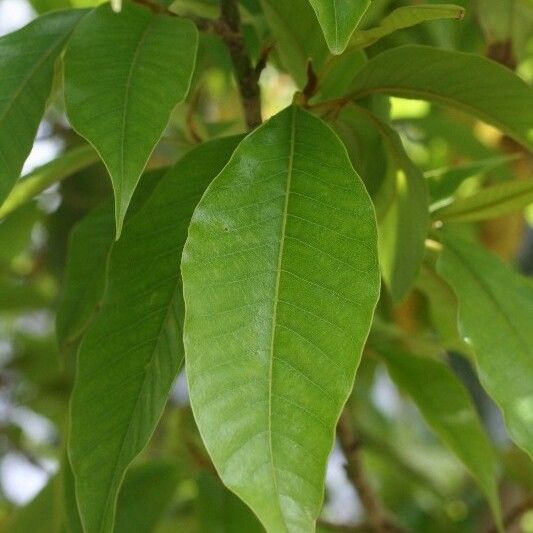 Michelia champaca Leaf