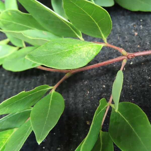 Albizia adinocephala Blatt