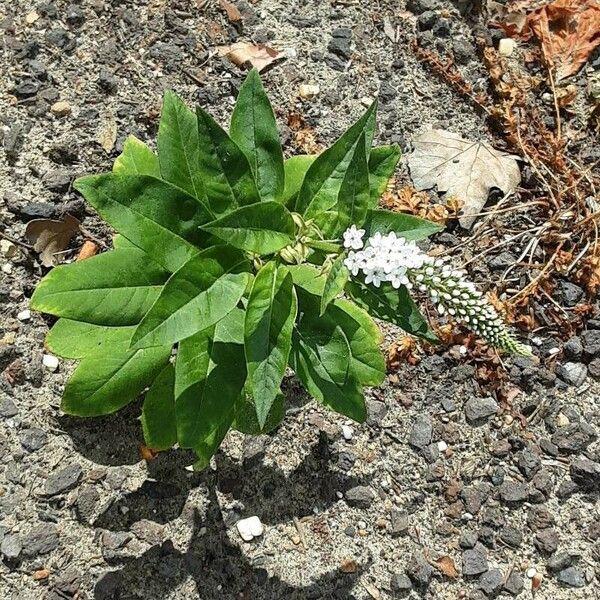 Lysimachia clethroides Habit