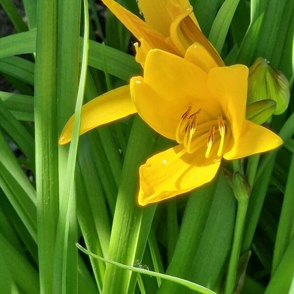 Hemerocallis lilioasphodelus 葉