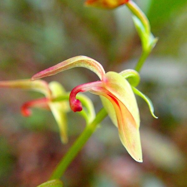 Stigmatodactylus grandiflorus Fiore